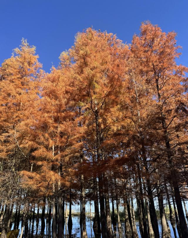 落羽红杉林，误入油画中！