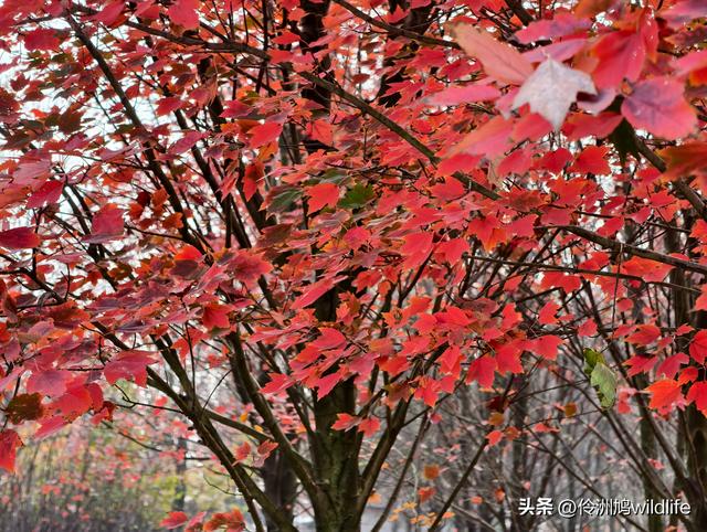 四川行(75)广汉②金雁湖公园·黑塔街·龙居寺