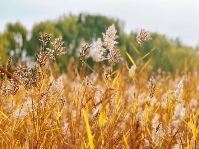 大地艺术与彩叶共绘生态画卷！藏在园博园湿地里的秋日浪漫→