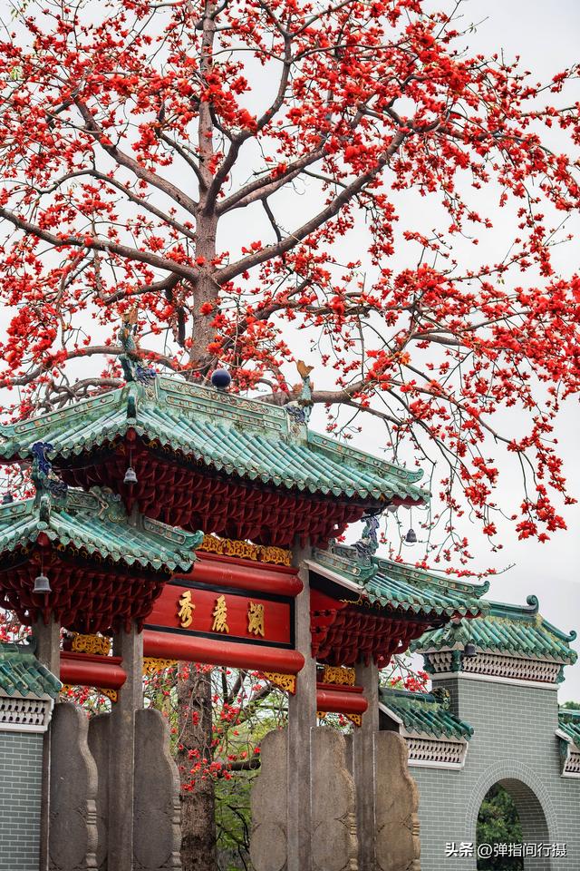 佛山百年公园，百年木棉开爆了！美到失语！