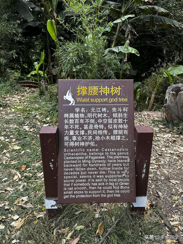 楚雄紫溪山：一棵叫“撑腰”的老树，用六百多年接住了凡人的期待