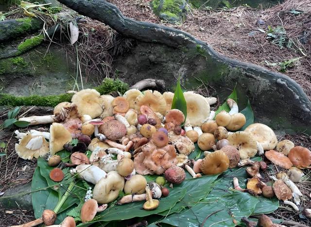 踏迹寻音：每年大理学生给我快递野生菌，原来和徐霞客大有关系