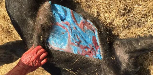 突变?切尔诺贝利发现蓝色的狗!是被核辐射变异了吗?