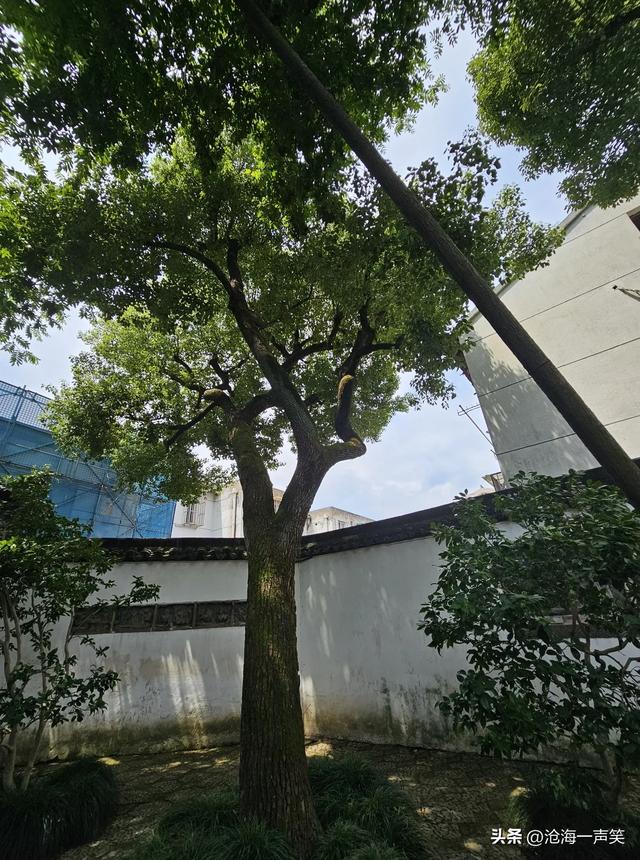 苏州沧浪亭的古树，守护与守候，等待与等你，最古老醉优美的园林