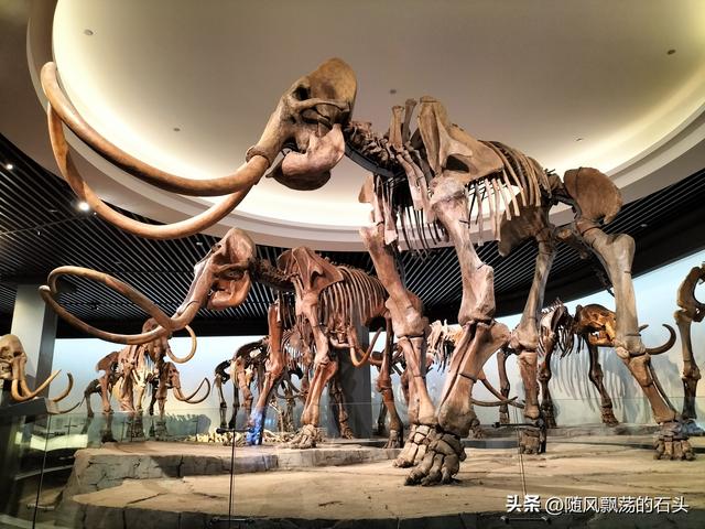 没想到大庆博物馆还有中国之最