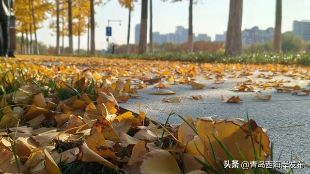 “暂停”秋天，西海岸这8条道路落叶缓扫！