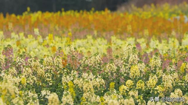 黄了！德阳人彻底坐不住了！这个周末就去！