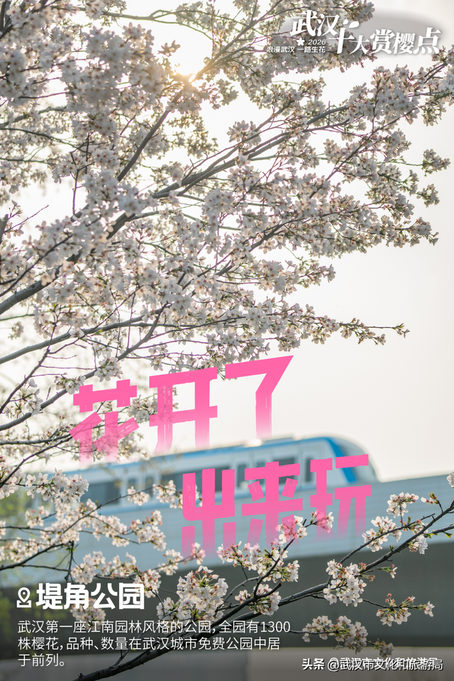 官宣！樱花开爆武汉，最全点位来了！