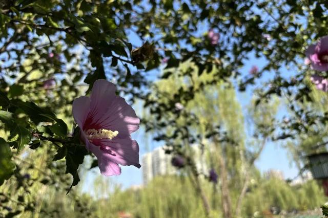 兴庆宫的秋，桂花飘香，花影添色