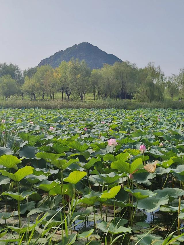 济南华山湖：初秋的诗意绮梦