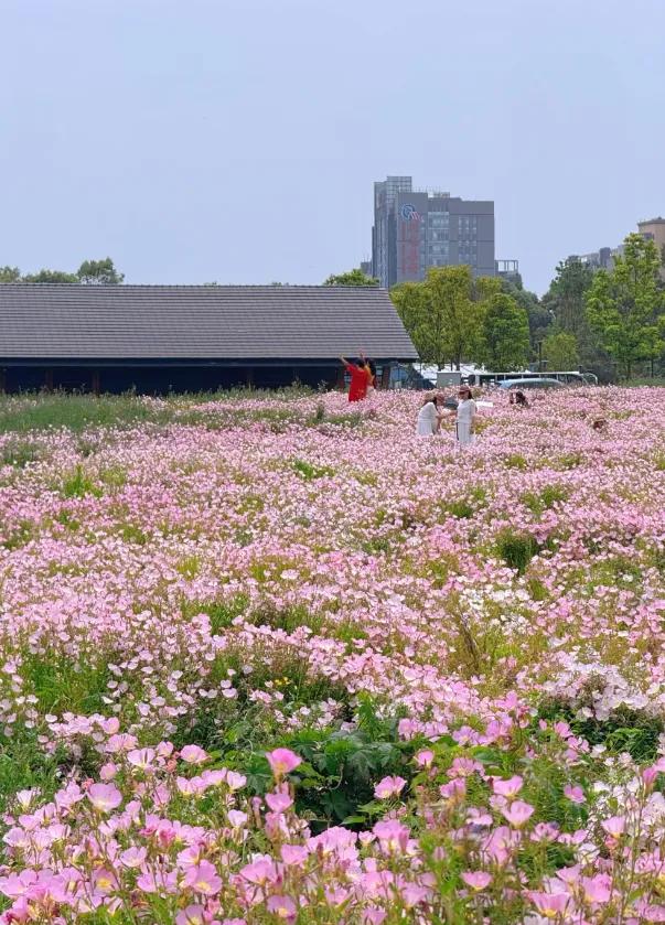 成都这个公园拍三种花海，简直赚翻了！