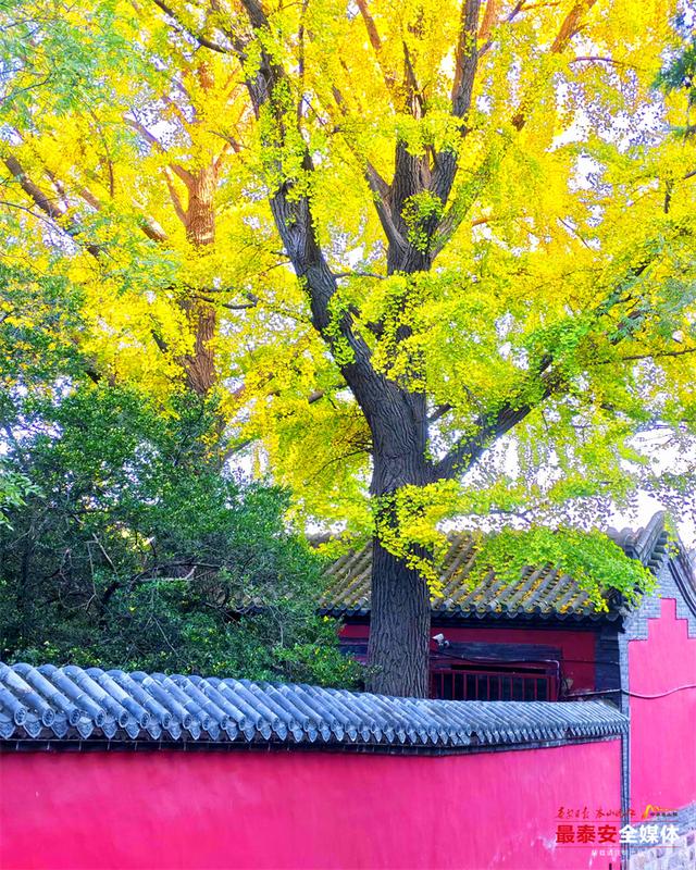 一树金黄 一树青绿 泰山斗母宫银杏迎来最佳观赏期