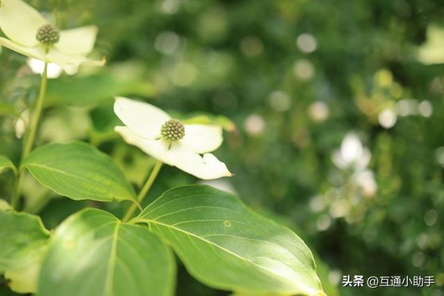 用佳能微距镜头拍出精美“花卉微距写真”的秘诀!