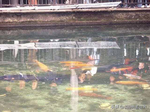 杭州植物园的菊花展——一场关于菊花的饕餮盛宴（二）