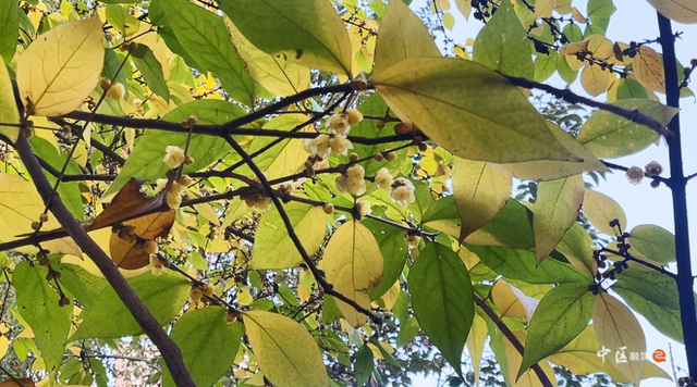 城建靓区 | “冬日限定”已上线！内江市中区这抹“甜城暗香”太治愈了