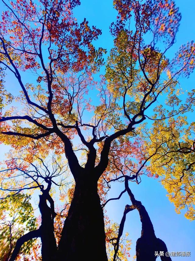 南京深秋顶流！莫愁湖的乌桕树藏不住了