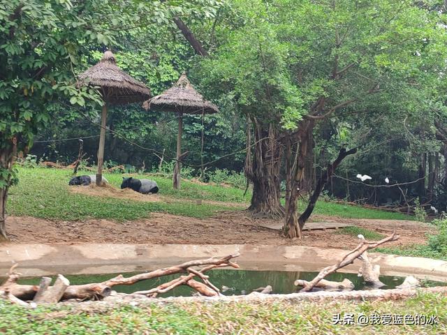 参观广州长隆野生动物园，全程感觉眼累手累腿不累