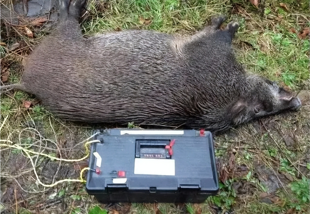 监守自盗! 2024年, 湖北一护林员在山里架980米电网, 冰柜中搜出肢体