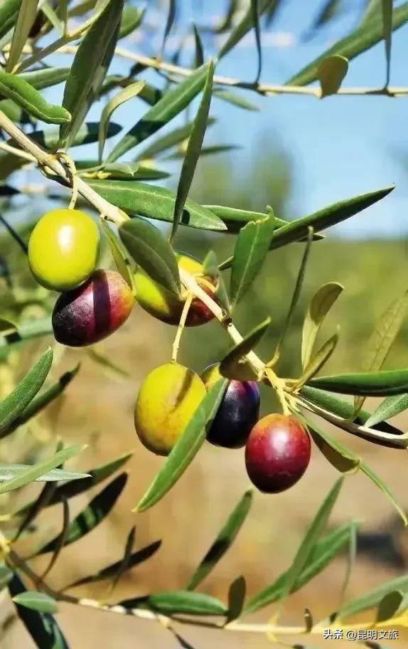 昆明西山绝美“枫”景上线!200亩的红叶秘境已进入最佳观赏期