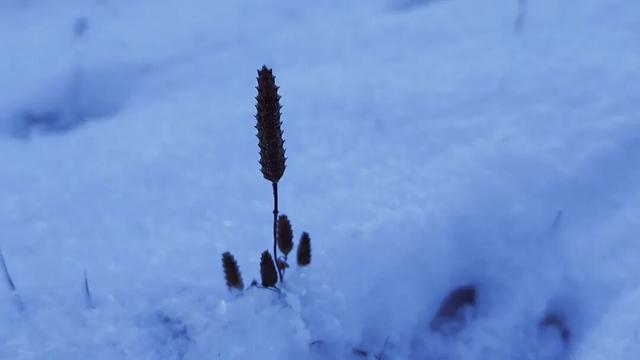 雪落板桥！解锁一碗水冬日秘境