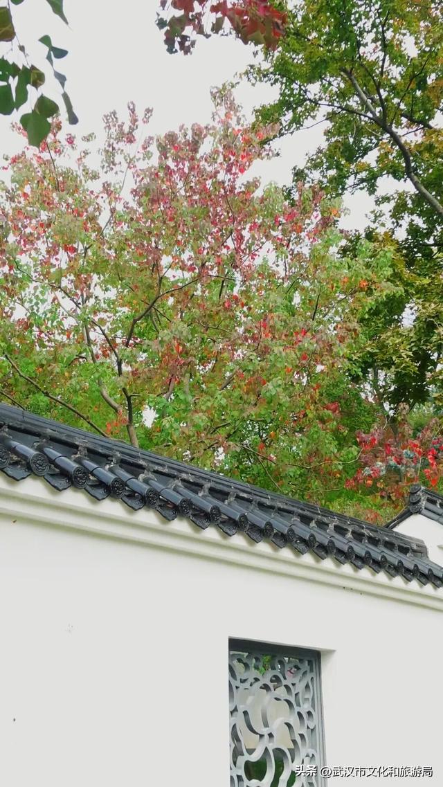 啊“秋”，彩林已上线，快收下这份斑斓！