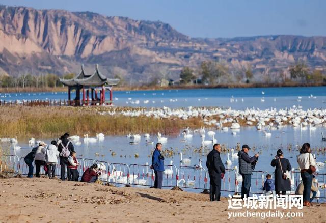 芮城：圣天湖成大天鹅越冬乐园