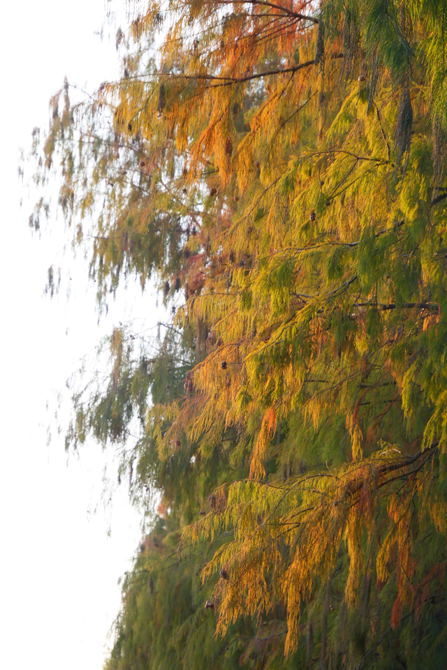 图集 | 顺德落羽杉悄然“换装”，等你来打卡“秋天的味道”