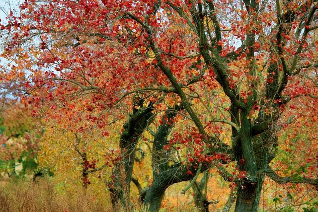 孝感的秋天很短，但这些美好很长｜秋日治愈这6个理由让我去了3次