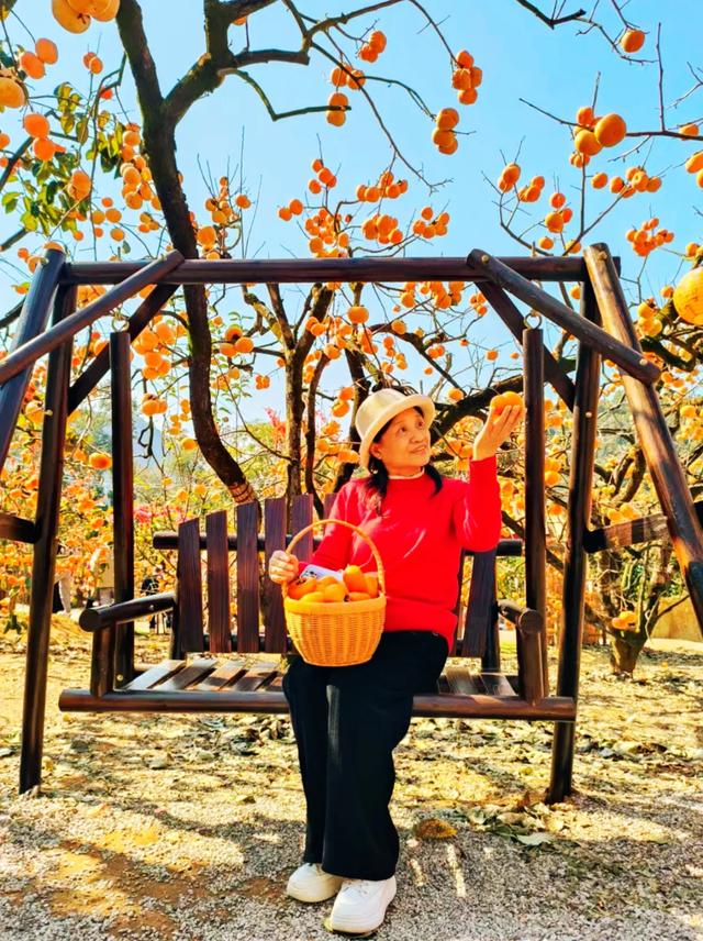 桂林：不入柿园，怎知秋色几许！