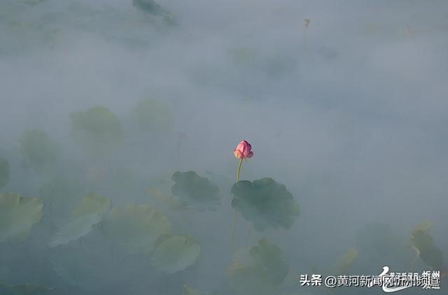 “荷”你邂逅！云中河景区荷花盛开