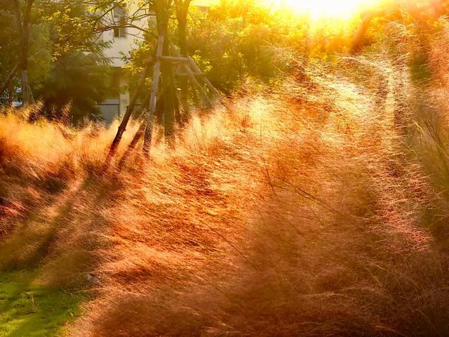 重阳登高何处去？安溪邀您赏花踏秋，解锁「茶山+云海」双景模式