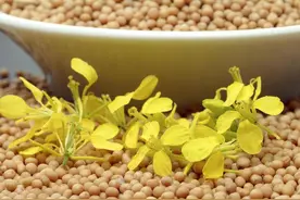 白芥子+夏枯草，化痰散结，二药并肩，脂肪瘤渐消图片