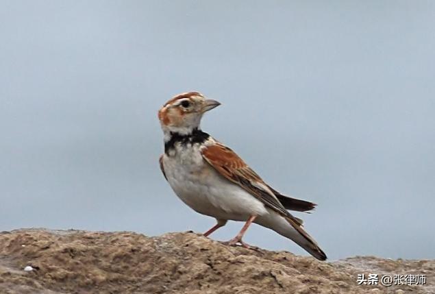 一只都不许抓！甘肃7人捕获40余只，自玩还出售，获刑2年罚21万