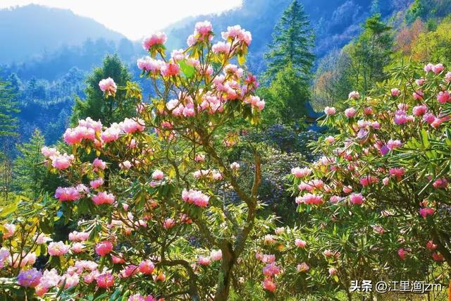 杜鹃花开，心有归处