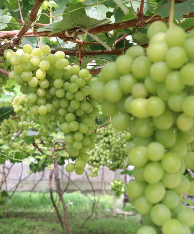 郫都夏日采摘全攻略！火龙果+葡萄+小番茄，甜蜜暴击→