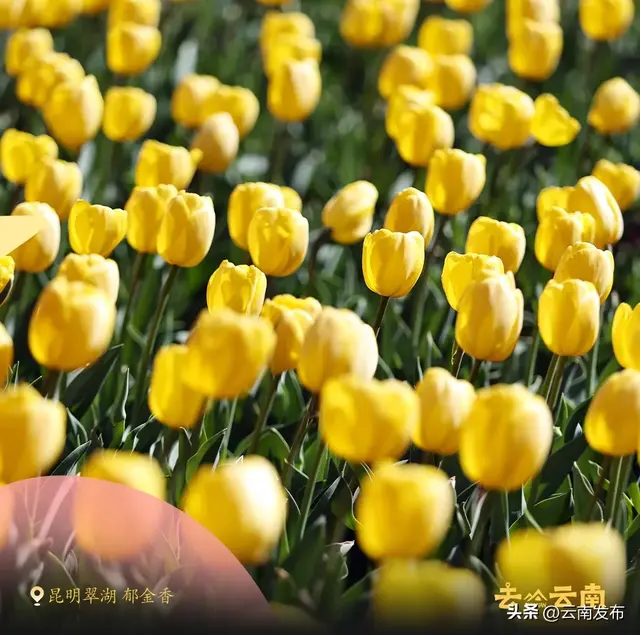 3月来云南赏春日繁花！