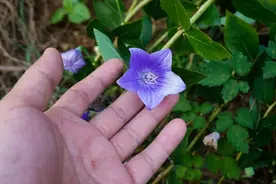 常见的牵牛花，是味中药，虽然有毒，却能治多种病图片