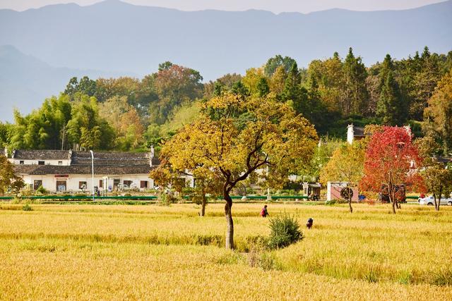 皖南塔川秋韵，正是从水墨到油画的季节，邂逅一场徽州的色彩盛宴