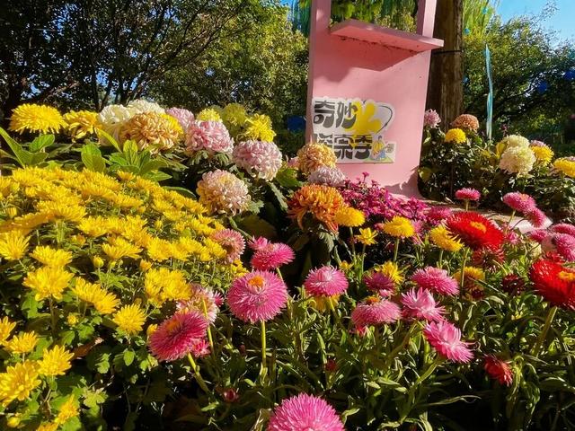 十一别挤热门景点啦！北京这处「植物乐园」藏满闯关、市集、魔术秀~