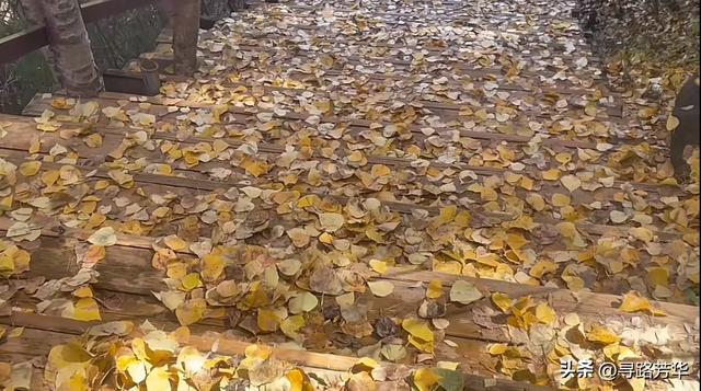 秋日徒步穿越大墩峡,看落叶纷纷