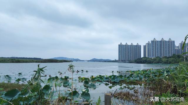 南京降温！卧龙湖、荷花与高楼，藏着秋日限定浪漫