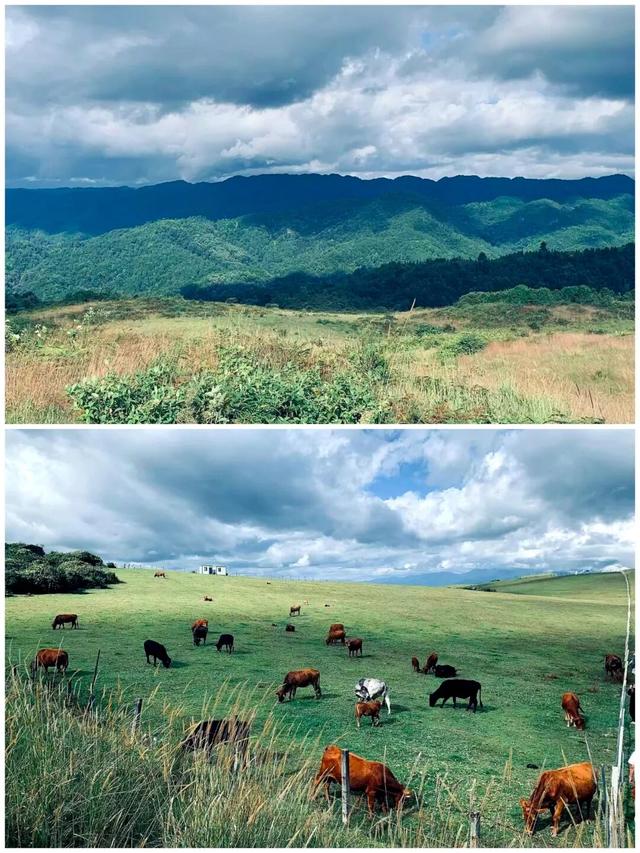 高山草甸在腾冲
