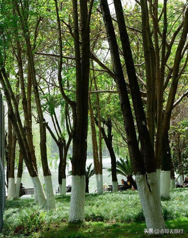 成都市内乘凉公园，风景秀美、清凉，不要门票，地铁公交可达！