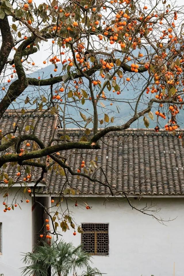 就这一口柿子，盼到冬天了！