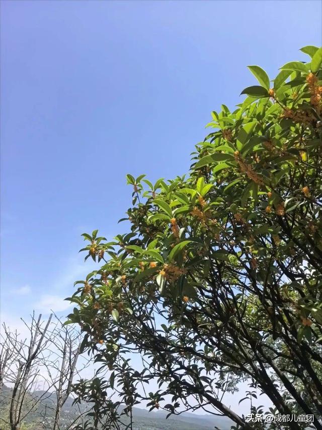 秋天第一座治愈系“果香”山，就在成都南门！