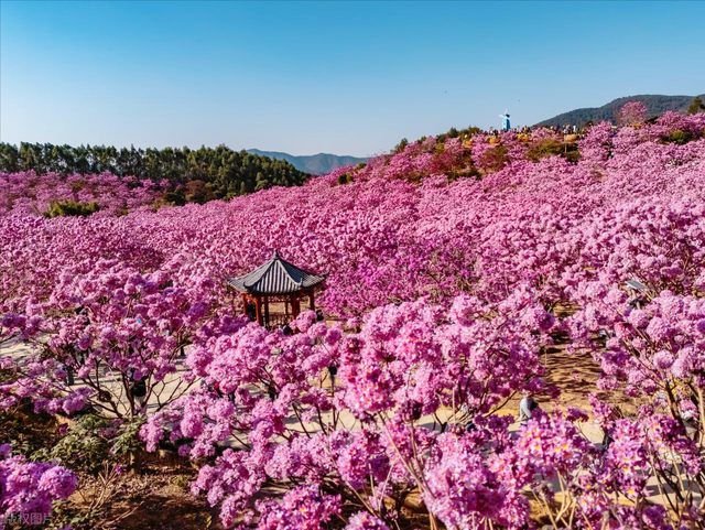 没门票没停车费！广东江门两个紫花风铃木花海，正是观赏期人还少