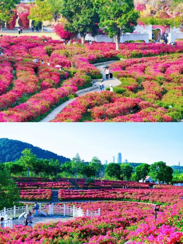 广西的冬天像是倒放的春天！三角梅天桥“火出圈”，还有一场叶子花盛宴来了……