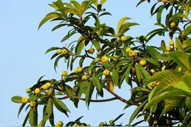 产量大年！苏州西山青种枇杷即将上市图片