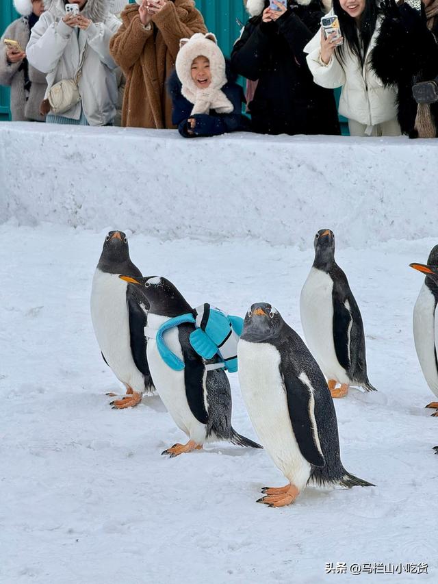 哈尔滨旅游，极地公园 | 超全打卡攻略！