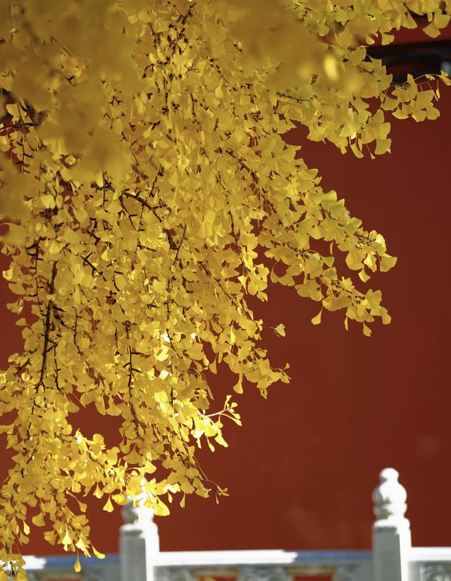 人间满目皆清欢，唯有银杏不负	，秋金灿灿的银杏叶，金灿灿的海洋